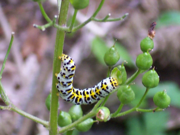 Raupe des Braunwurzmönchs