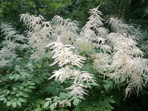 Waldgarten Hofheim