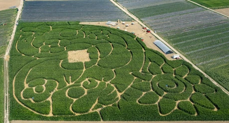 Maislabyrinth Wallau 2021 Maislabyrint Hofheim-Wallau