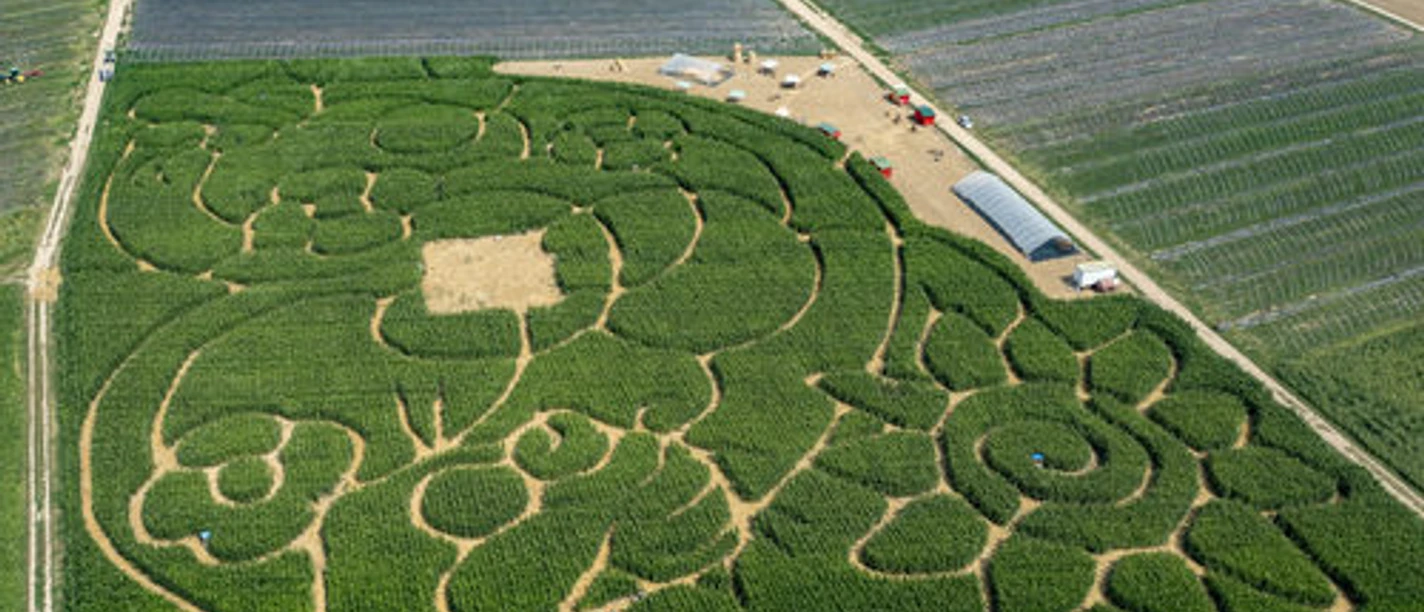 Maislabyrinth Wallau 2021 Maislabyrint Hofheim-Wallau