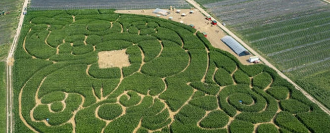 Maislabyrinth Wallau 2021 Maislabyrint Hofheim-Wallau