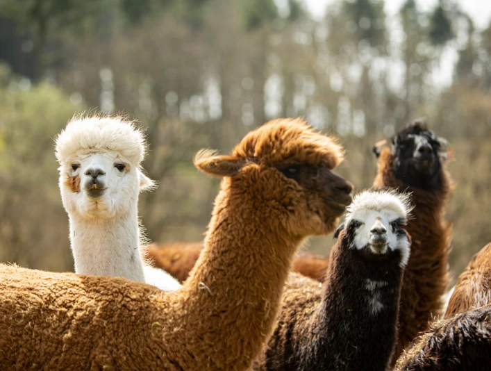 Alpakas in Bad Schwalbach
