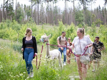 Spaziergang mit Alpakas