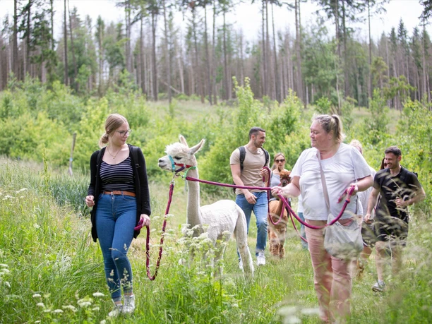 Spaziergang mit Alpakas