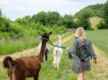 Spaziergang mit Alpakas