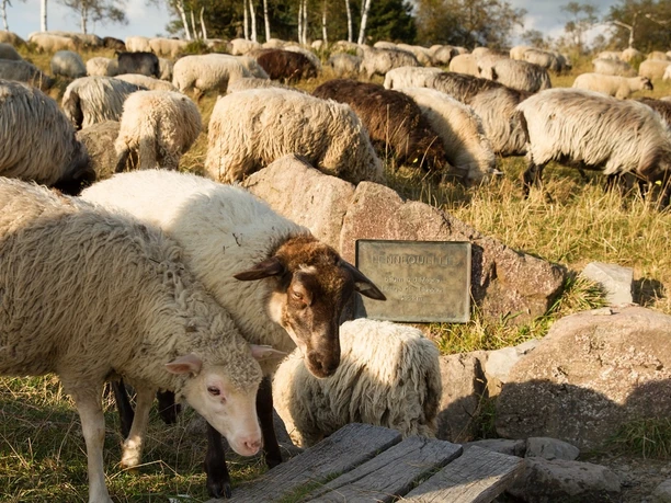 Schafherde an der Lennequelle