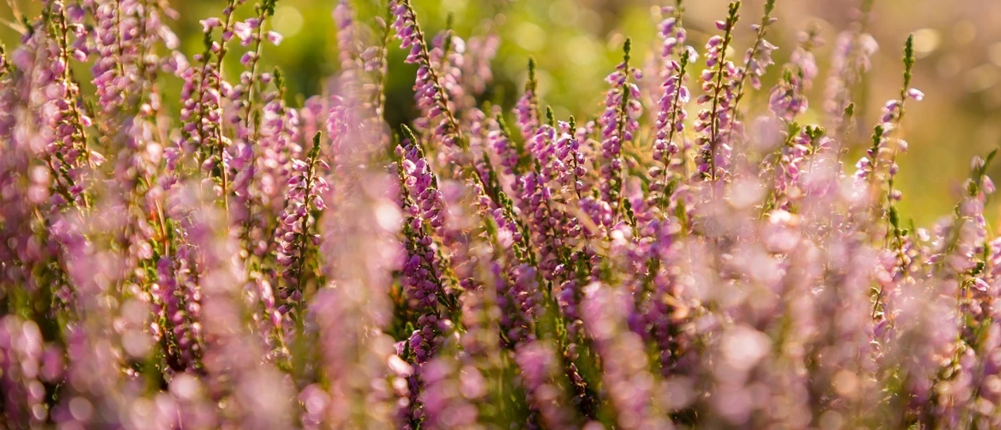 Heidelandschaft am Rothaarsteig