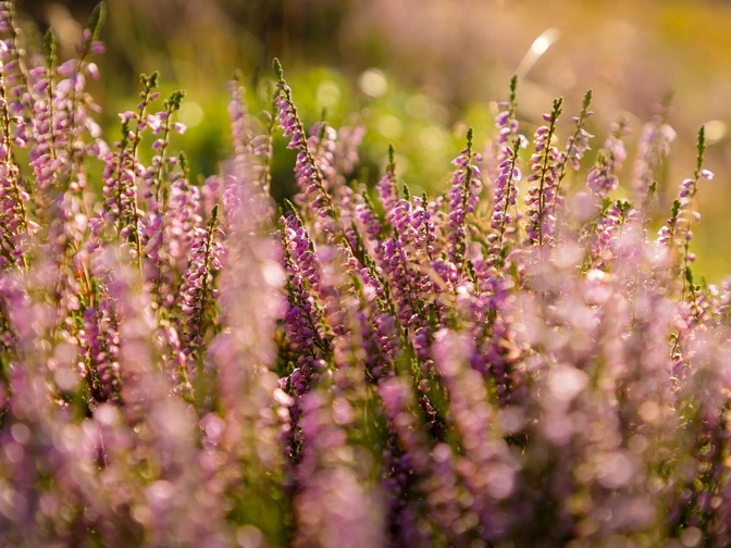 Heidelandschaft am Rothaarsteig