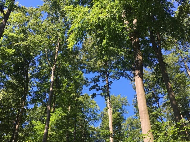 Wunderschöner Buchenwald