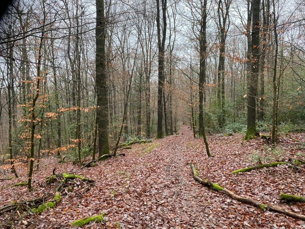Naturbelassener Pfad