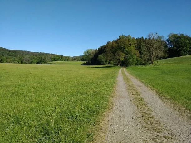 Feldweg inmitten von grünen Wiesen. Im Hintergrund Bäume.