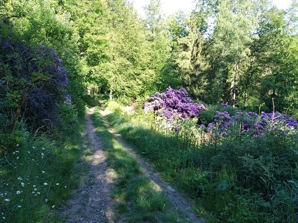 Ein Waldweg umgeben von Wald. Am Wegesrand sind lila Blumen zu sehen.