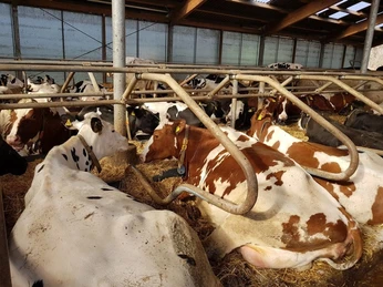 Interessante Infos rund ums Melken gibt es bei Hof