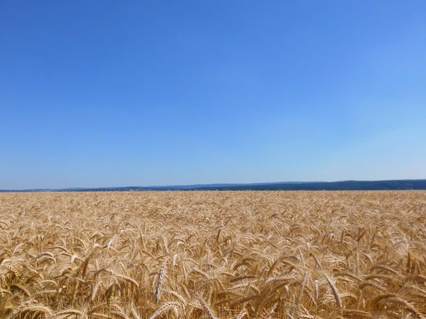 Blick über ein Feld auf der Haar Goldenes Getreidefeld auf der Haar mit weitem Blick bis zu bewaldeten Höhen.