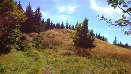 Ginsterköpfe