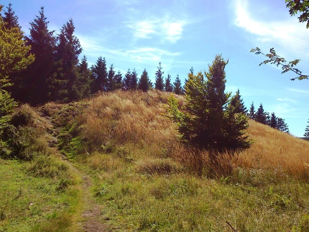 Ginsterköpfe