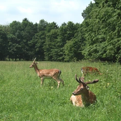 Freiherr-von-Wintzingerode-Park - Wildpark Bad Sassendorf