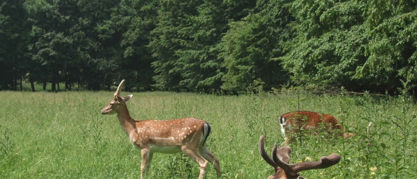 Freiherr-von-Wintzingerode-Park - Wildpark Bad Sassendorf