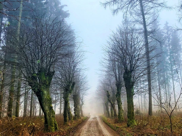 Lindenallee auf dem Saal_B. Geuecke
