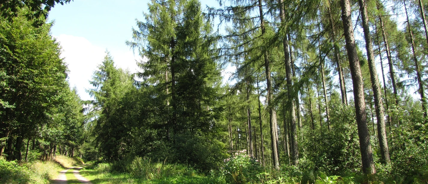 Sonniger Waldweg bei Hülschotten mit hohen Nadelbäumen und dichtem Grün