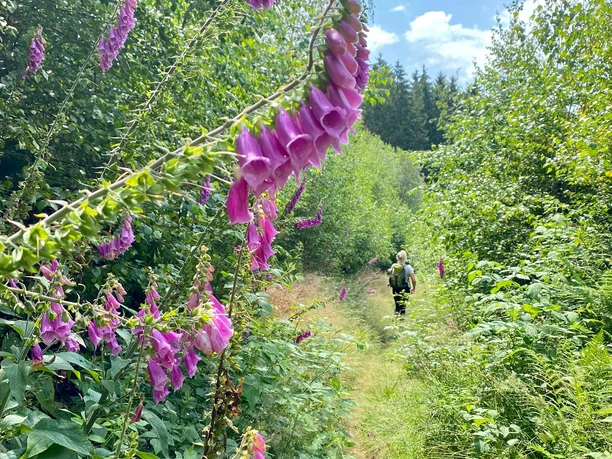 Sauerland-Waldroute