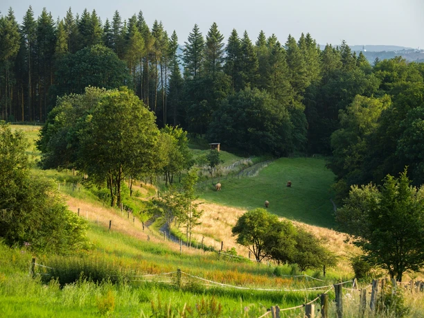 Sauerland-Höhenflug vom Hegenscheid nach Altena Eine Wiese mit einem Wanderweg