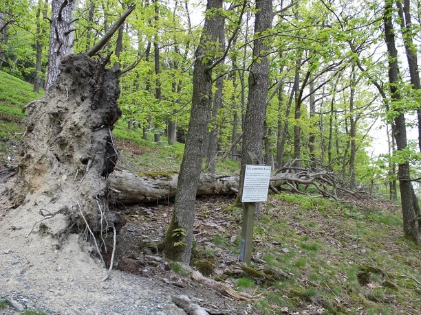 Gestürzte Kiefer