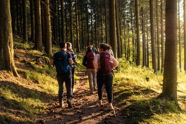 Wandergruppe in der Abendsonne im Fichtenwald auf dem Rothaarsteig