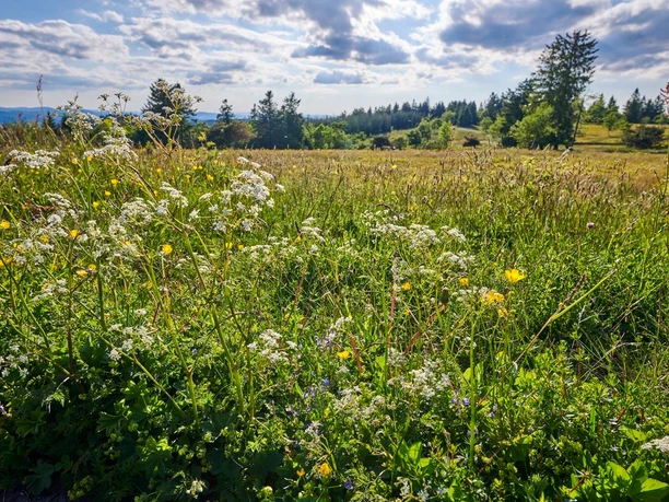 Blühende Bergwiese auf dem Kahlen Asten
