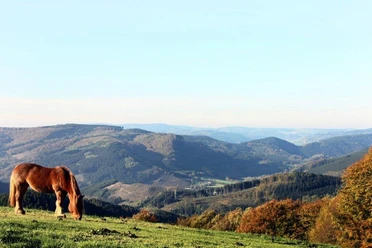 Wildewiese