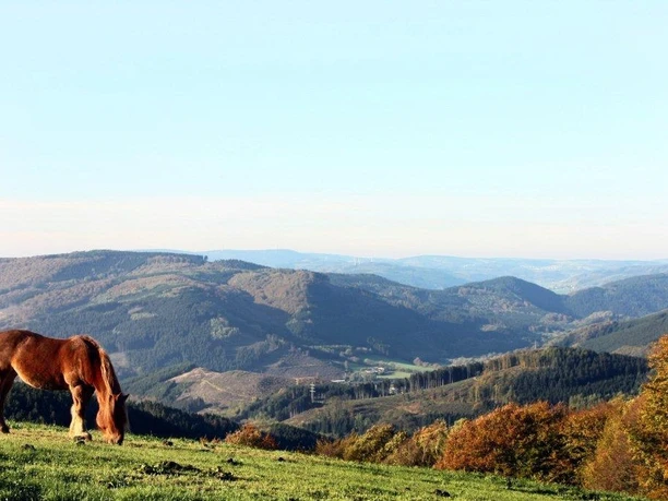 Wildewiese Wildewiese