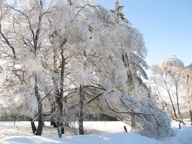 Gefrorene Bäume Schnee bedeckte weiße Bäume in einer Schneelandschaft