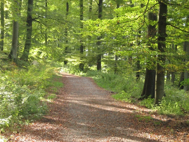 Auf dem Olsberger Kneippweg