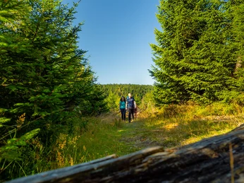 Wandergruppe im Fichtenwald