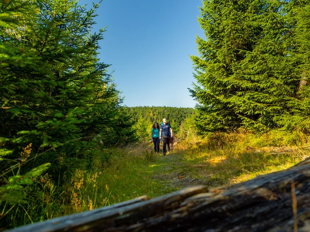 Wandergruppe im Fichtenwald