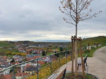 20221115 151859 weinlehrpfad