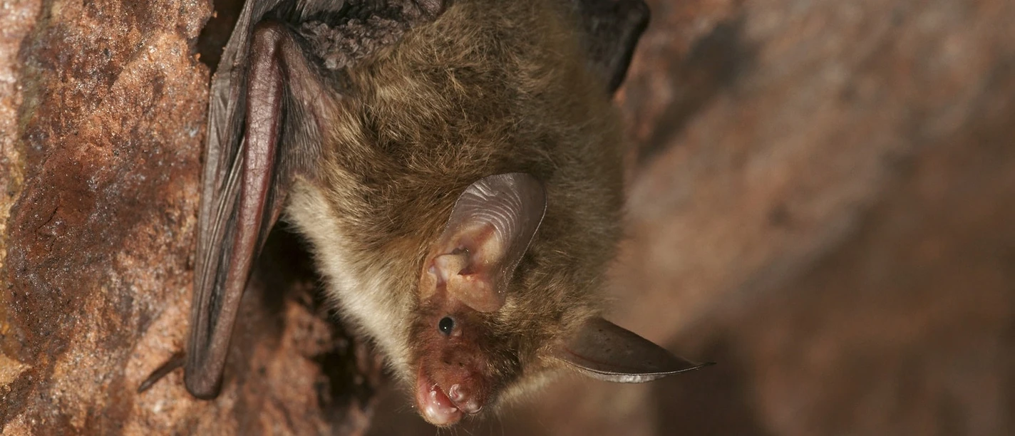Bechsteinfledermaus