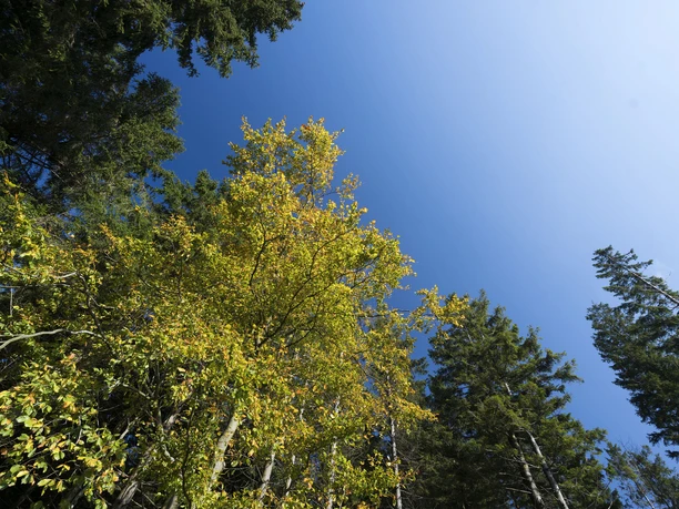 Bäume vor blauem Himmel in Willingen