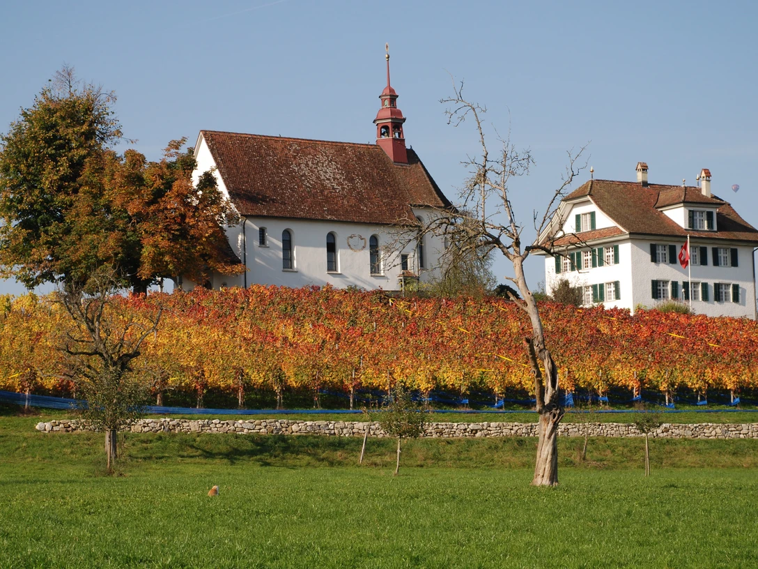 Weinbau_Mariazell_01.JPG