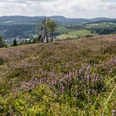 Heidelandschaft auf dem Osterkopf