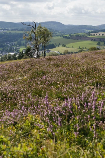 Heidelandschaft auf dem Osterkopf