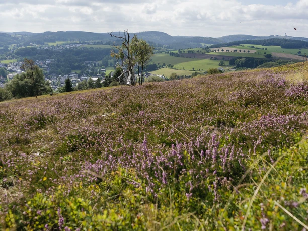 Heidelandschaft auf dem Osterkopf