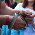 Äskulapnatter im Kurpark