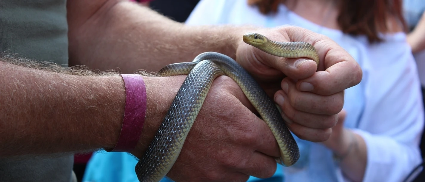 Äskulapnatter im Kurpark