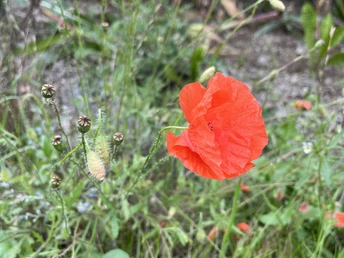 Klatschmohn am H2 bei Hemmighausen