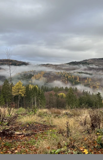 Nebel über dem Wald bei Rattlar