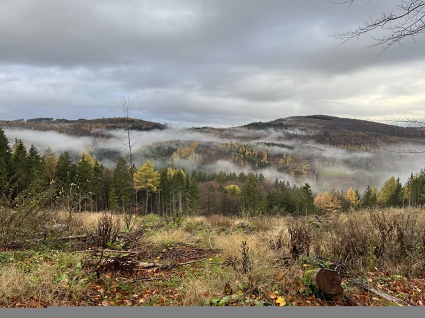 Nebel über dem Wald bei Rattlar