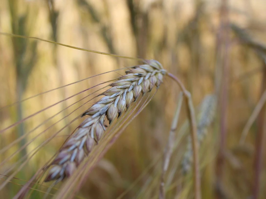 Getreide auf dem Bauernhof Lindenhof