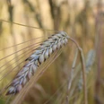 Getreide auf dem Bauernhof Lindenhof