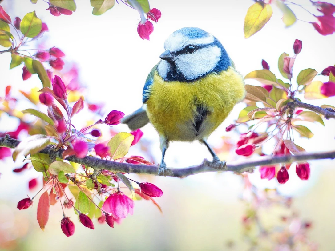 spring-bird-2295434_1920.jpg Eine Blaumeise sitzt auf einem blühenden Ast, umgeben von rosa Blüten und grünen Blättern.